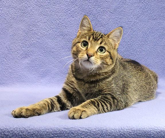 Enlarge Heartthrob, a Adoptable mixed breed in Overland Park, KS image 2/3