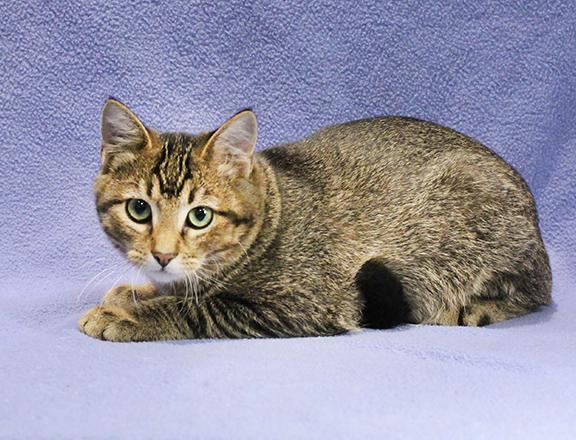 Enlarge Heartthrob, a Adoptable mixed breed in Overland Park, KS image 3/3