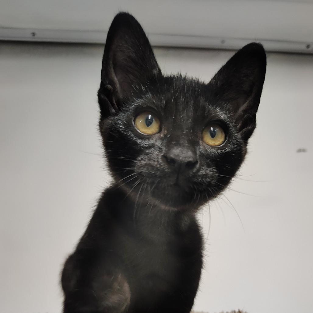 Creek, Adoptable, Kitten Male Domestic Short Hair.