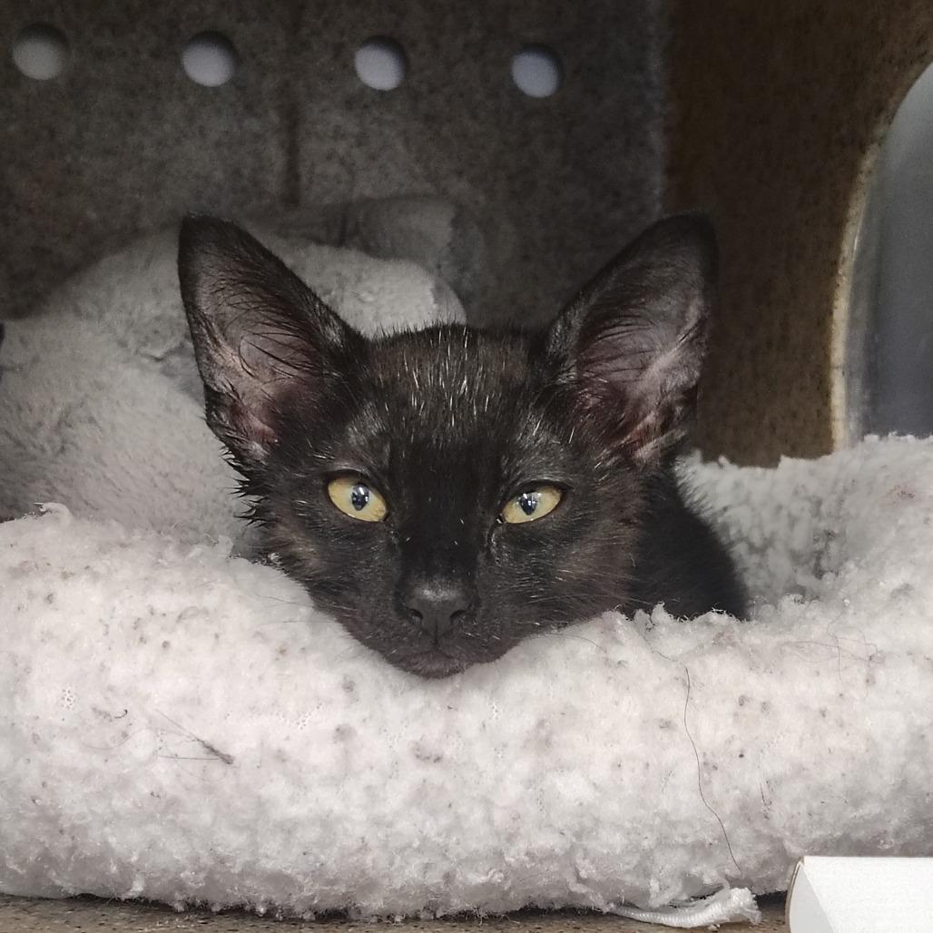 Enlarge Creek, a Adoptable Domestic Short Hair in Springtown, TX image 2/6