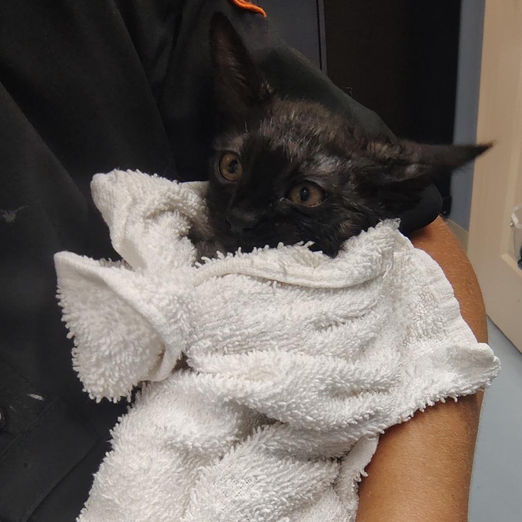 Enlarge Creek, a Adoptable Domestic Short Hair in Springtown, TX image 3/6