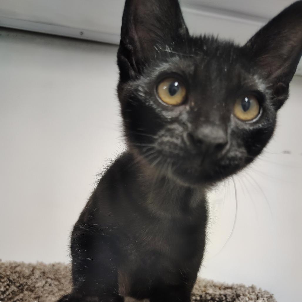 Enlarge Creek, a Adoptable Domestic Short Hair in Springtown, TX image 4/6