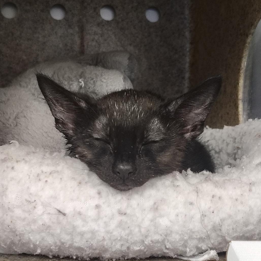 Enlarge Creek, a Adoptable Domestic Short Hair in Springtown, TX image 5/6