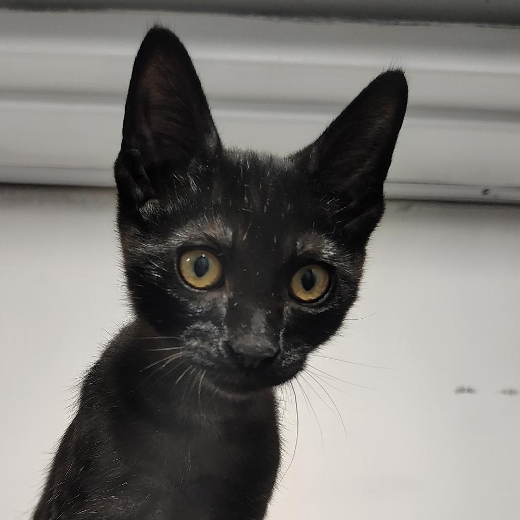 Enlarge Creek, a Adoptable Domestic Short Hair in Springtown, TX image 6/6