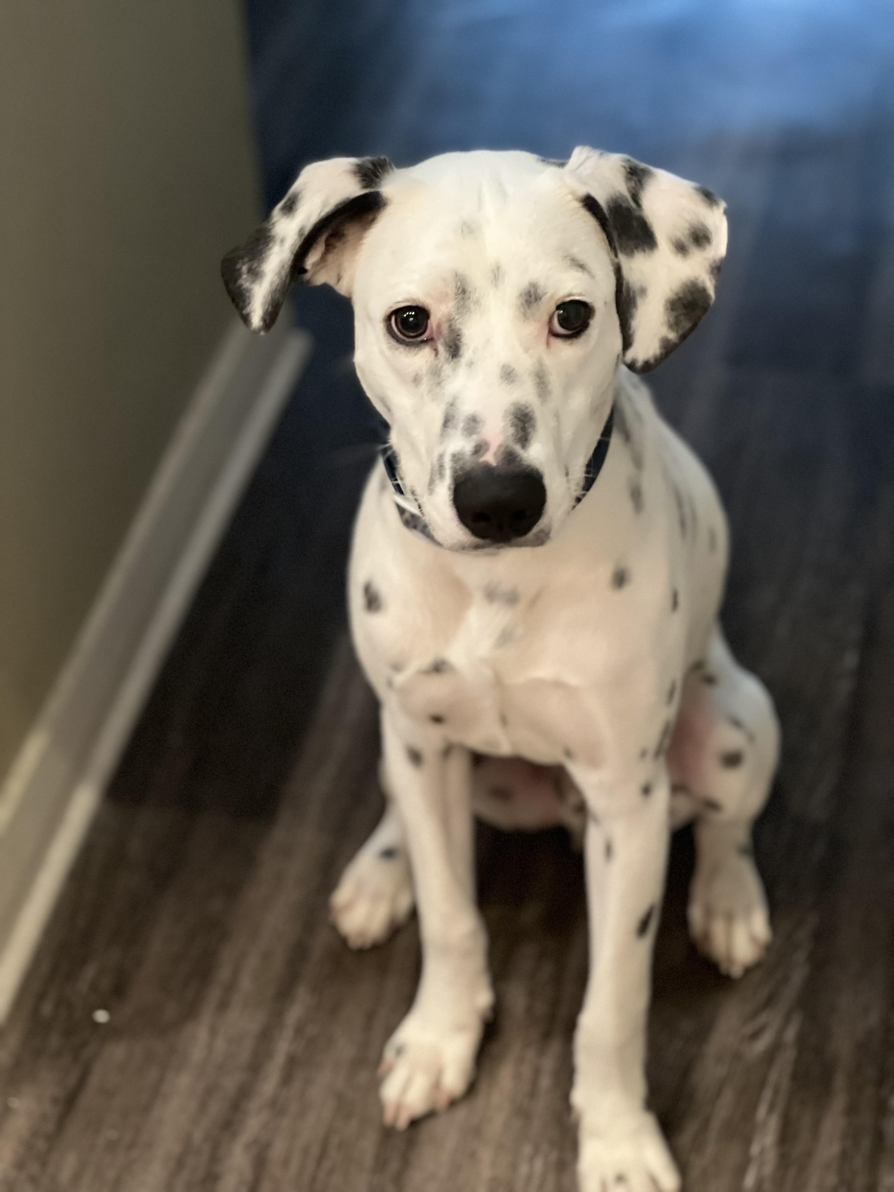 Victor, adopted, Young Male Dalmatian.