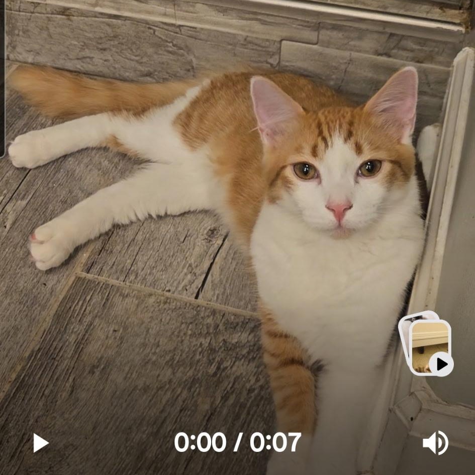 Patch, Adoptable, Young Male American Wirehair.