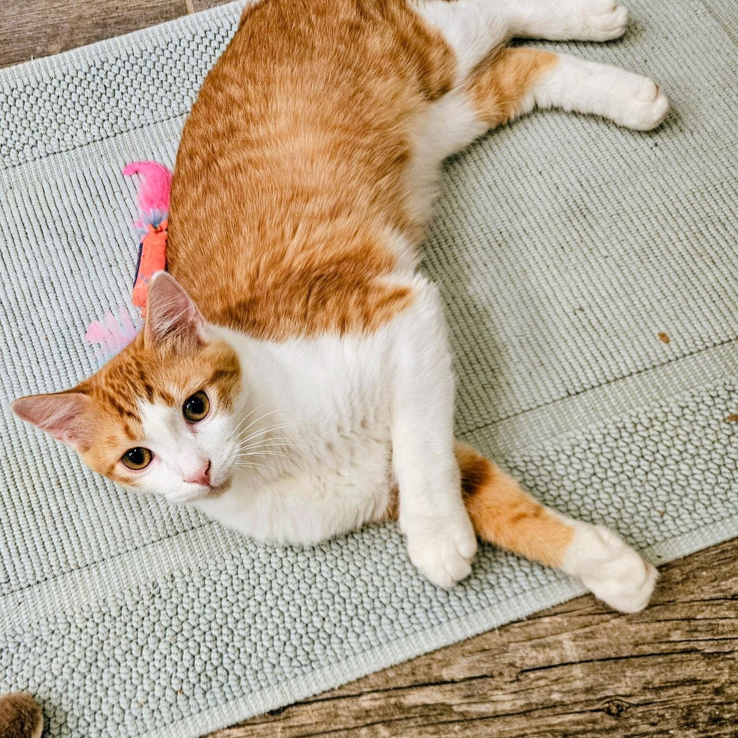 Enlarge Patch, a Adoptable American Wirehair in Mount Pleasant, SC image 2/2