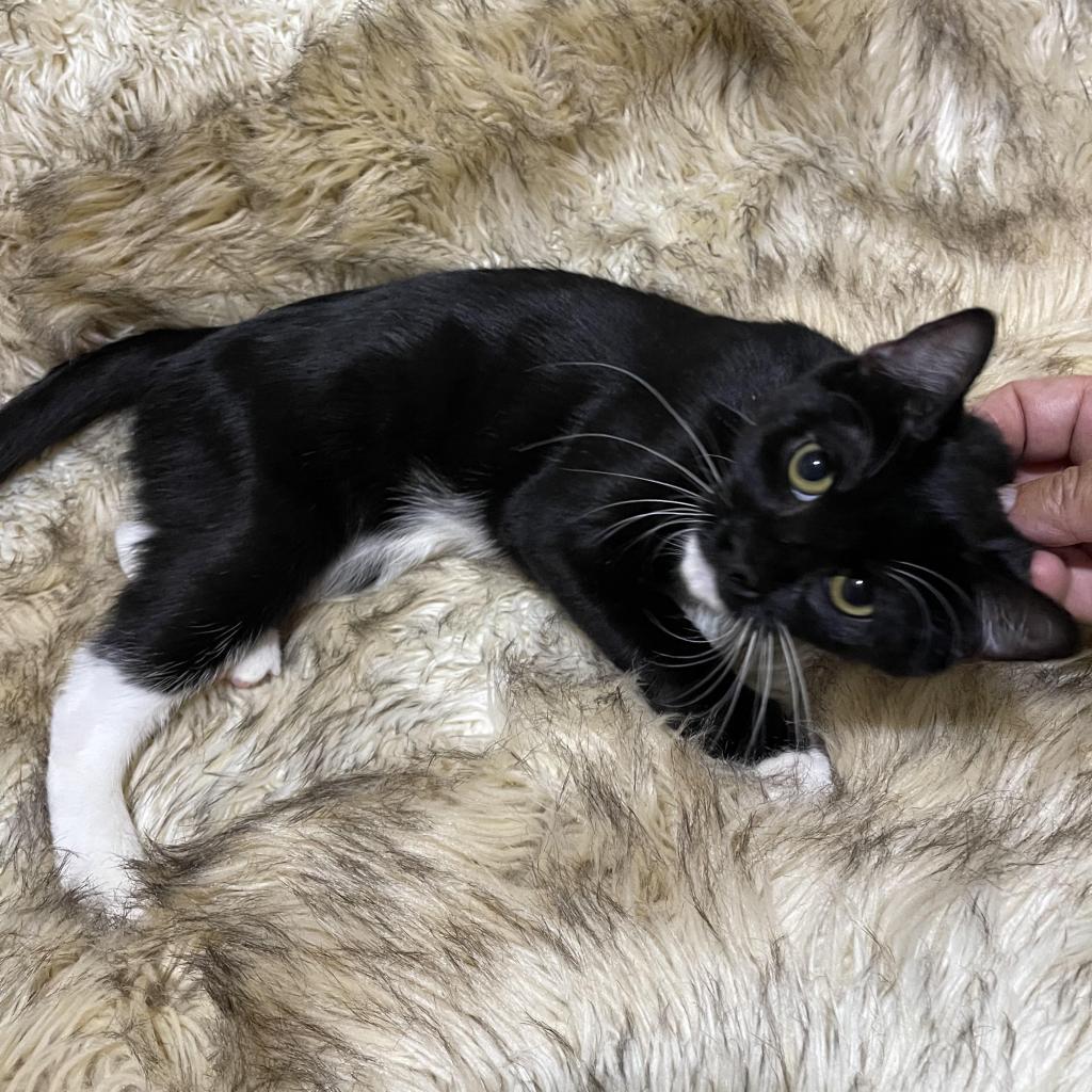 McKenna, Adoptable, Adult Female Domestic Short Hair.