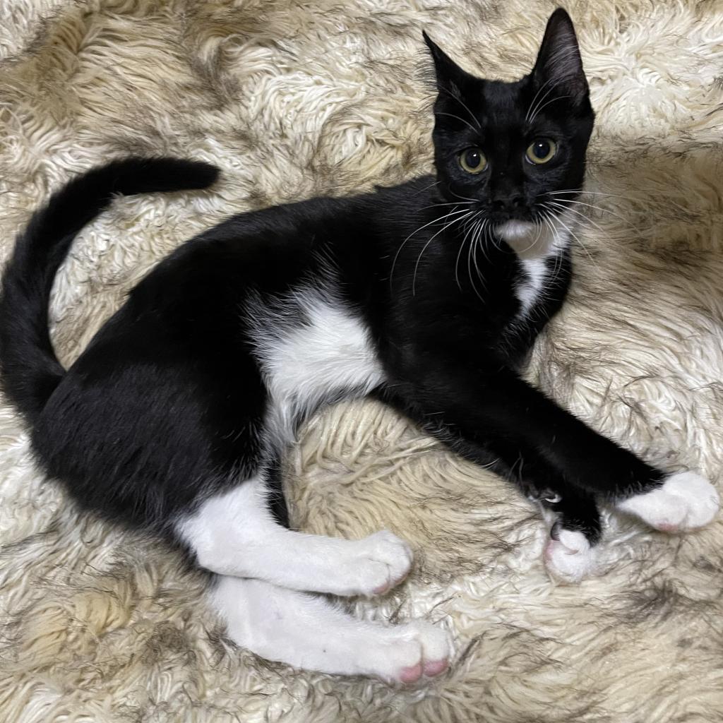 Enlarge McKenna, a Adoptable Domestic Short Hair in Long Beach, CA image 2/3
