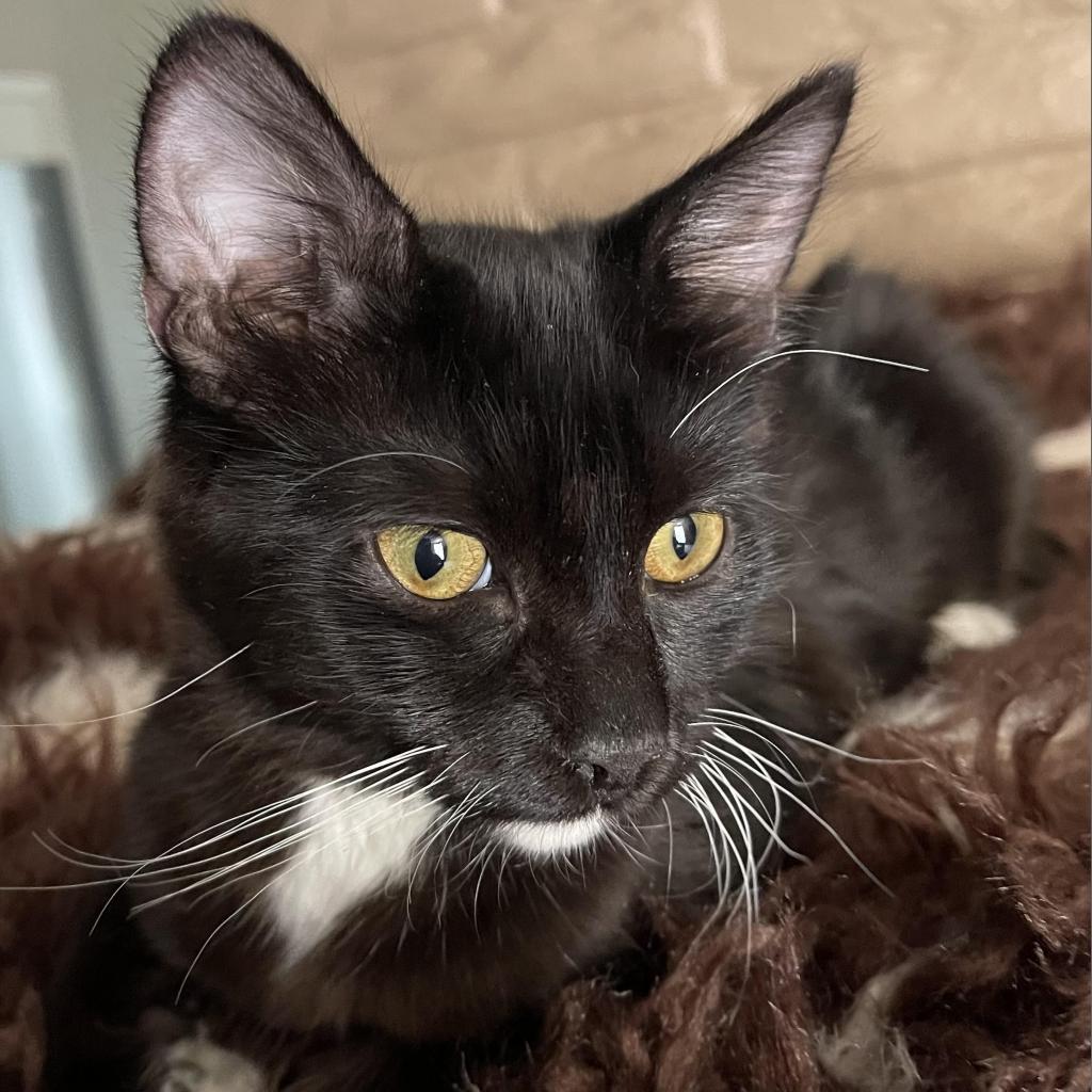 Enlarge McKenna, a Adoptable Domestic Short Hair in Long Beach, CA image 3/3