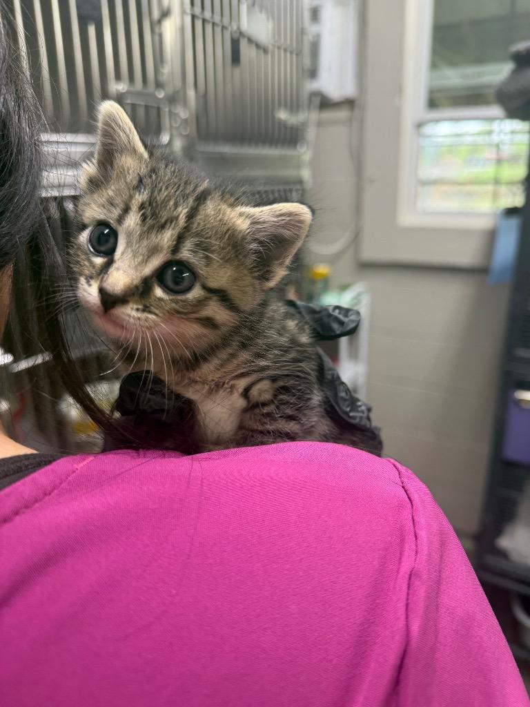 Grace, Adoptable, Kitten Female Domestic Short Hair.