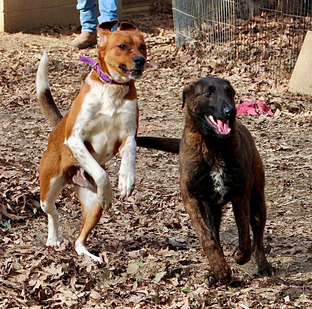 Duke of Earl, a Adoptable mixed breed in Amston, CT image 1/10