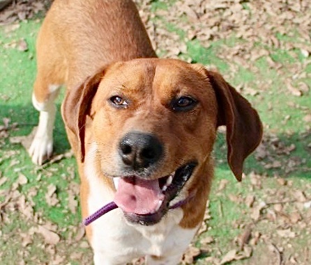 Duke of Earl, a Adoptable mixed breed in Amston, CT image 2/10