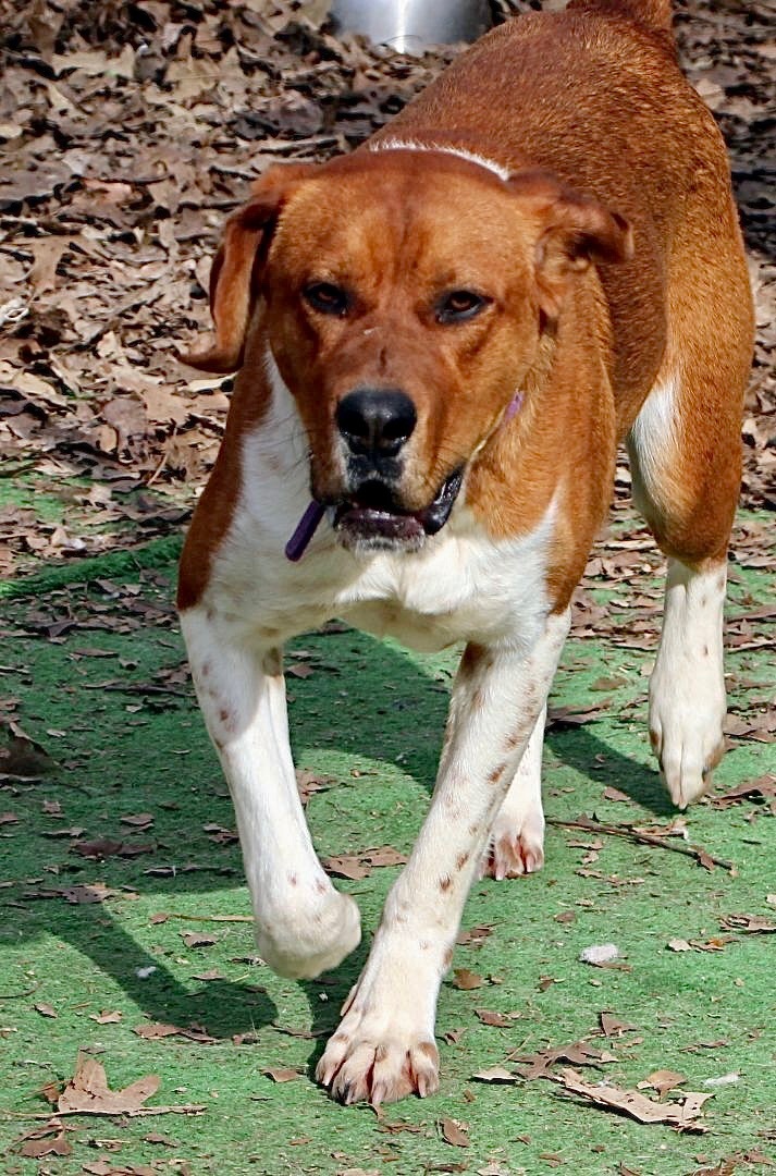 Duke of Earl, a Adoptable mixed breed in Amston, CT image 3/10