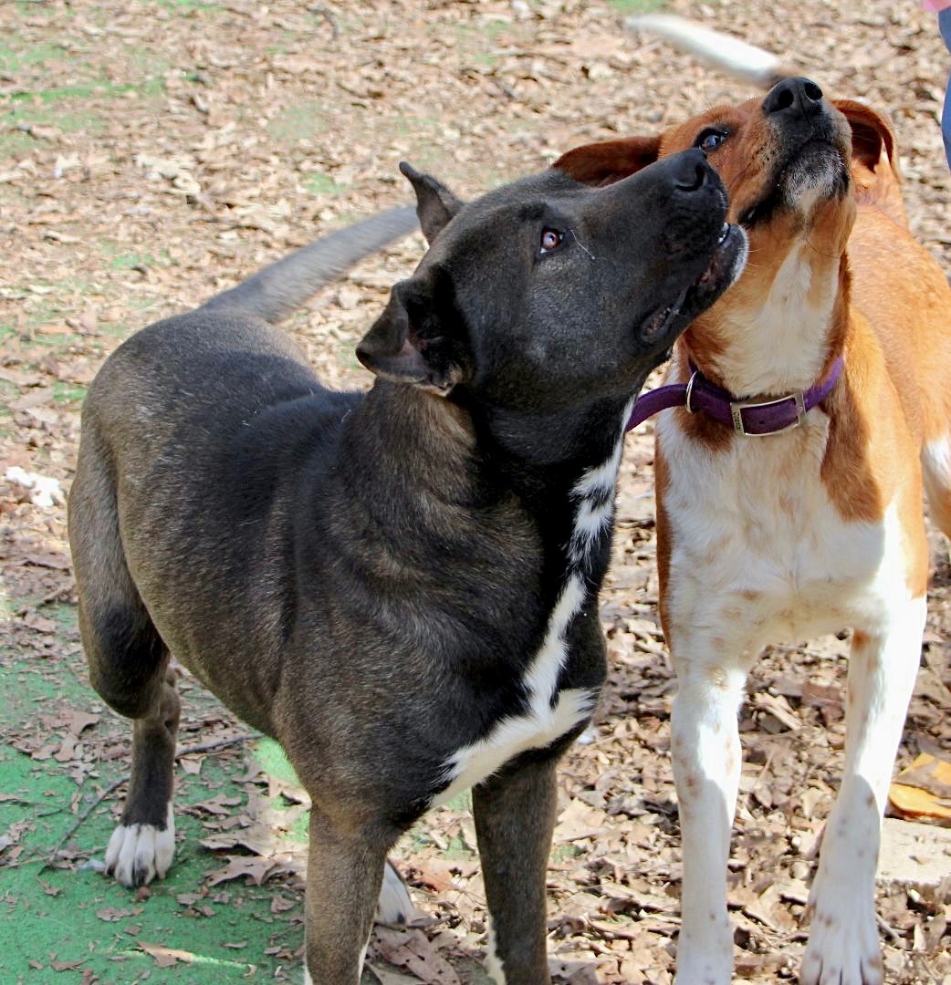 Duke of Earl, a Adoptable mixed breed in Amston, CT image 4/10