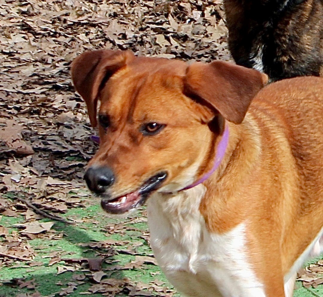 Duke of Earl, a Adoptable mixed breed in Amston, CT image 5/10