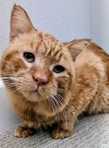 Enlarge Flash, a Adoptable Domestic Short Hair in San Juan Capistrano, CA image 4/4