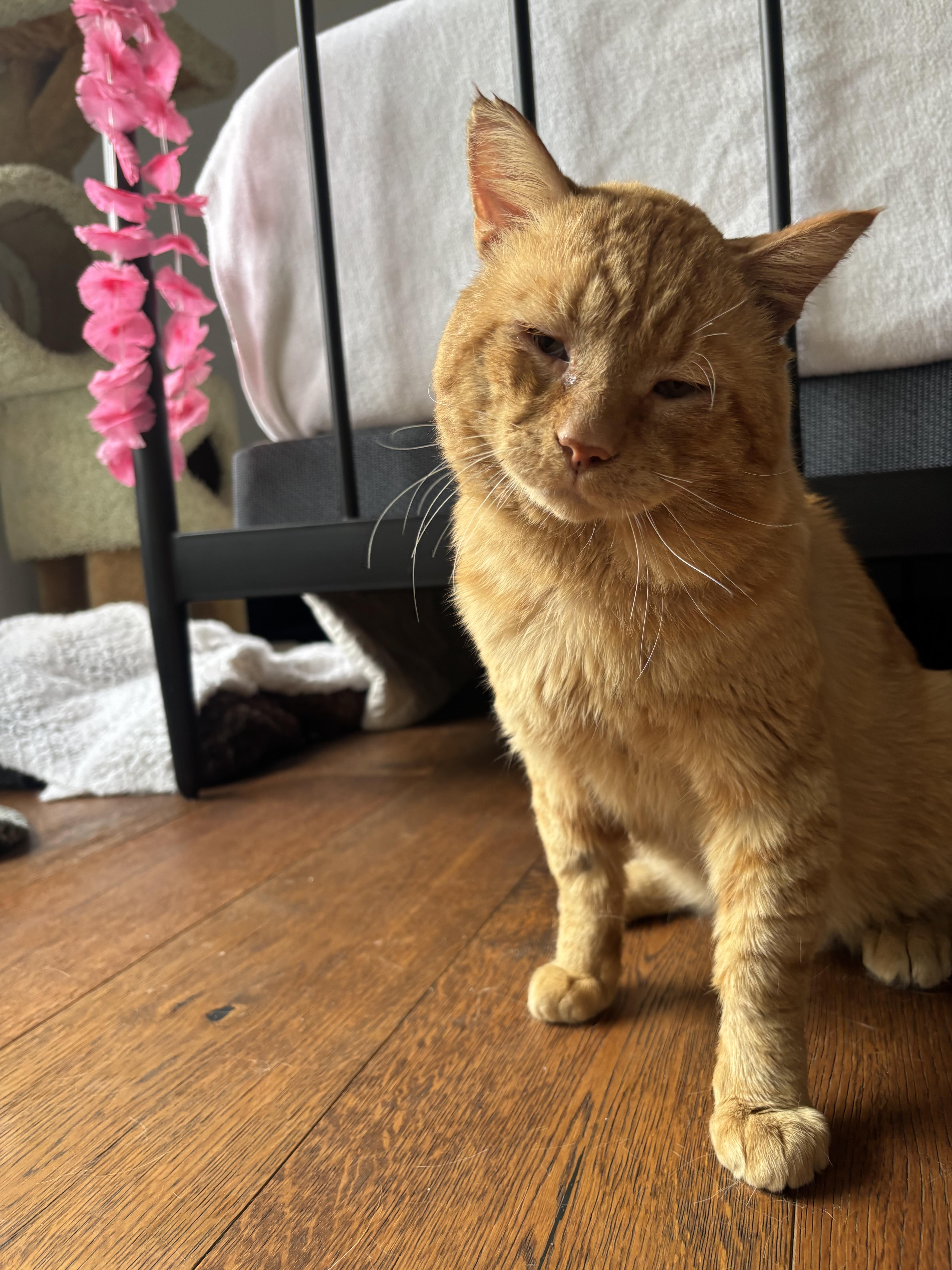 Enlarge Flash, a Adoptable Domestic Short Hair in San Juan Capistrano, CA image 3/4