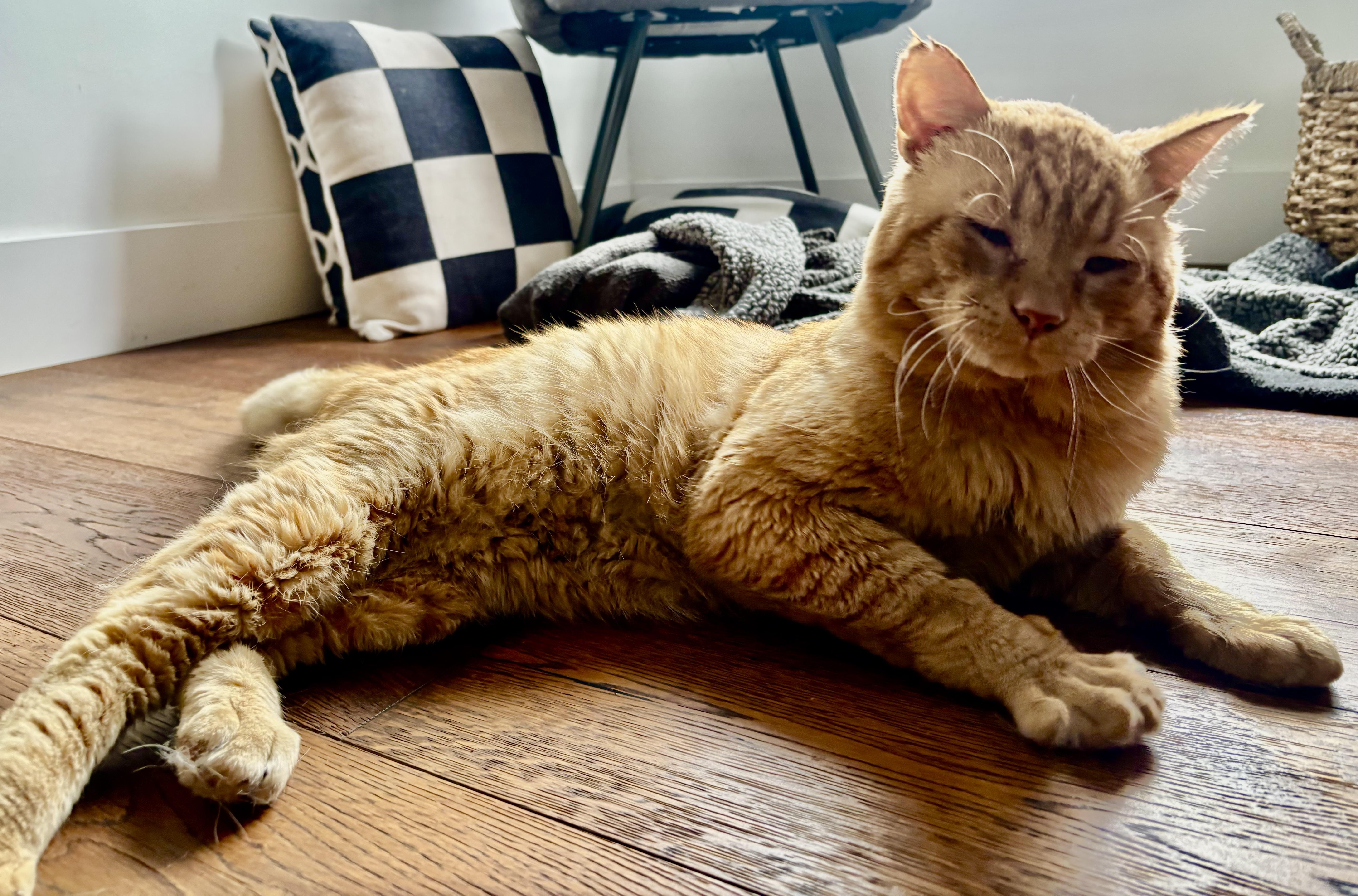 Enlarge Flash, a Adoptable Domestic Short Hair in San Juan Capistrano, CA image 2/4