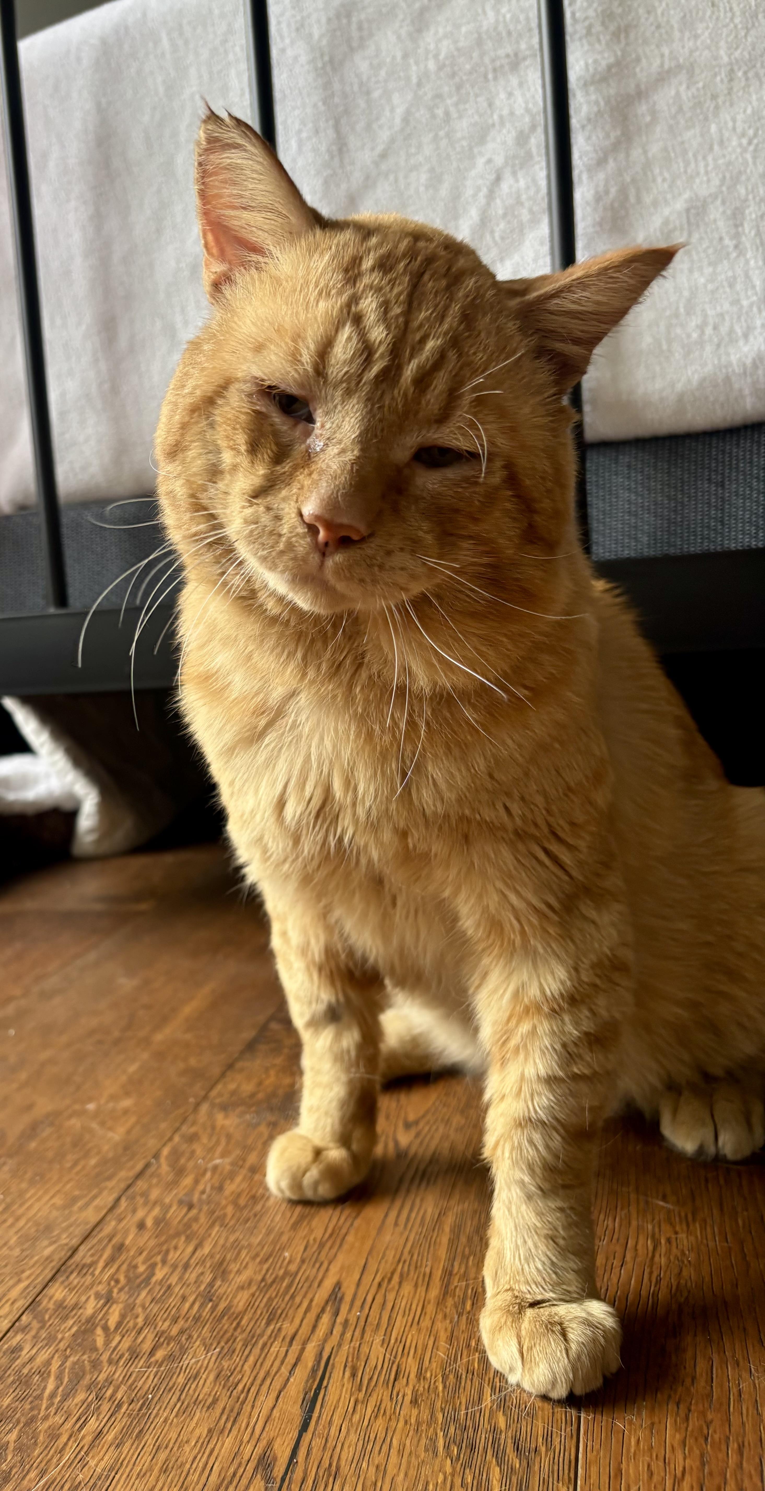 Enlarge Flash, a Adoptable Domestic Short Hair in San Juan Capistrano, CA image 1/4