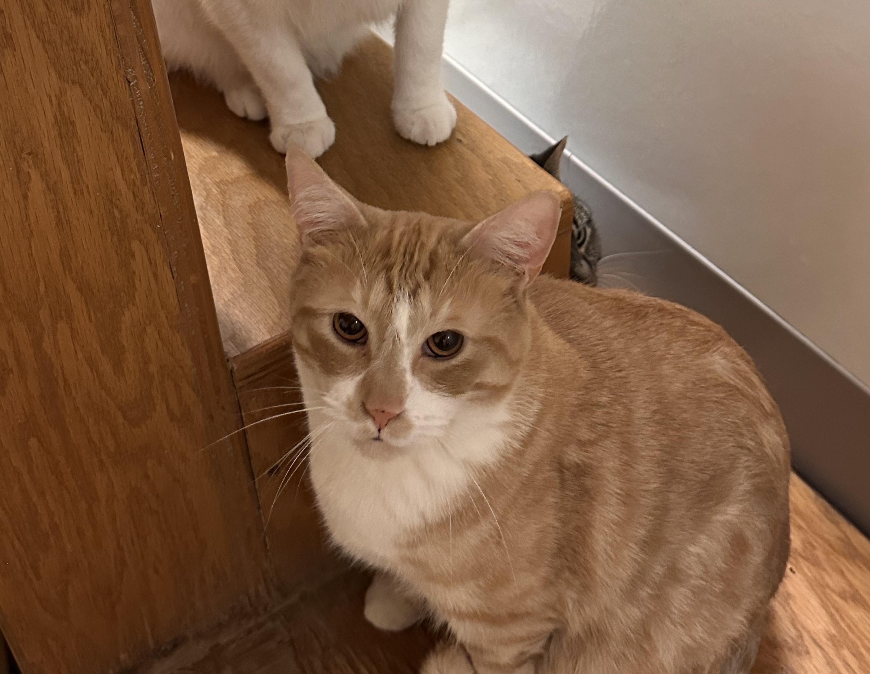 Enlarge Bichael (Bike), a Adoptable Domestic Short Hair in Chicago, IL image 1/1