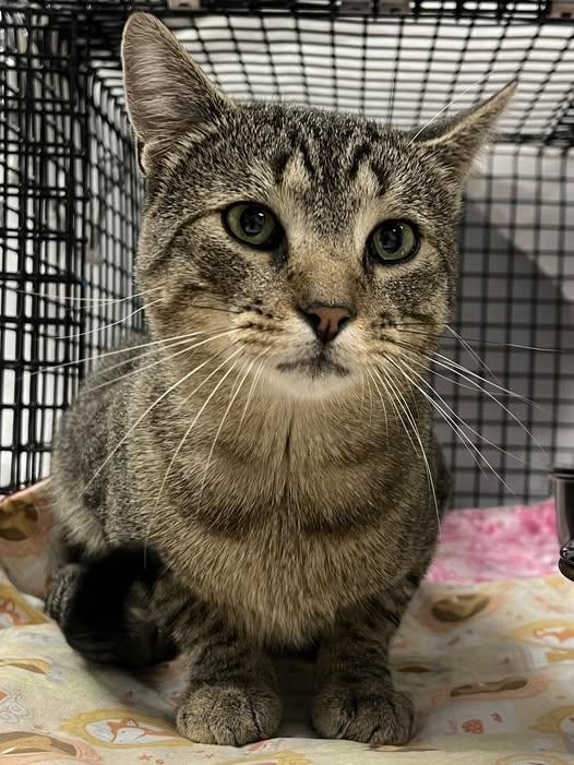 Hunter, a Adoptable Domestic Short Hair in Johnston, RI image 5/5