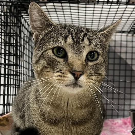 Enlarge Hunter, a Adoptable Domestic Short Hair in Johnston, RI image 6/6