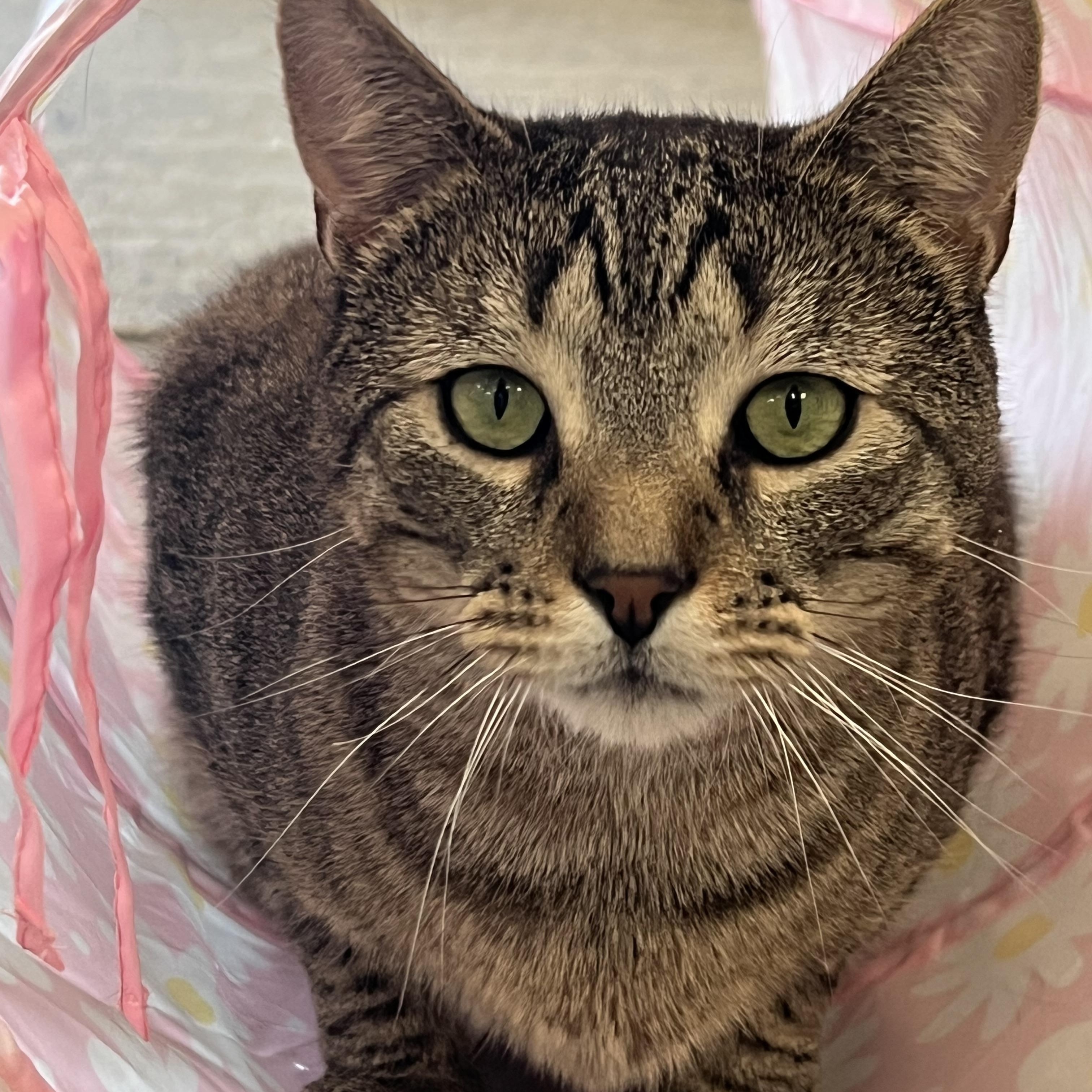 Hunter, Adoptable, Young Male Domestic Short Hair.