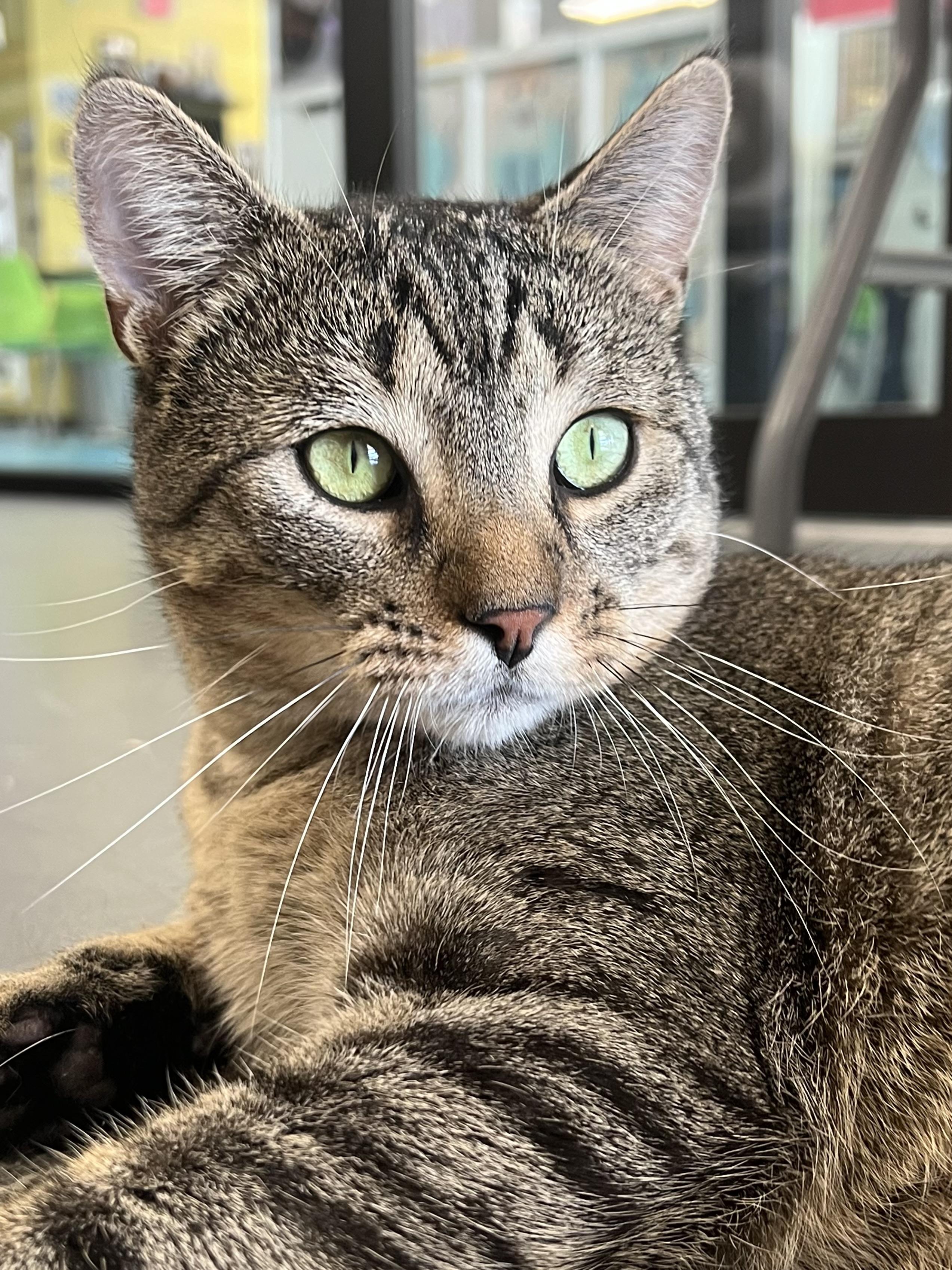 Hunter, a Adoptable Domestic Short Hair in Johnston, RI image 2/5