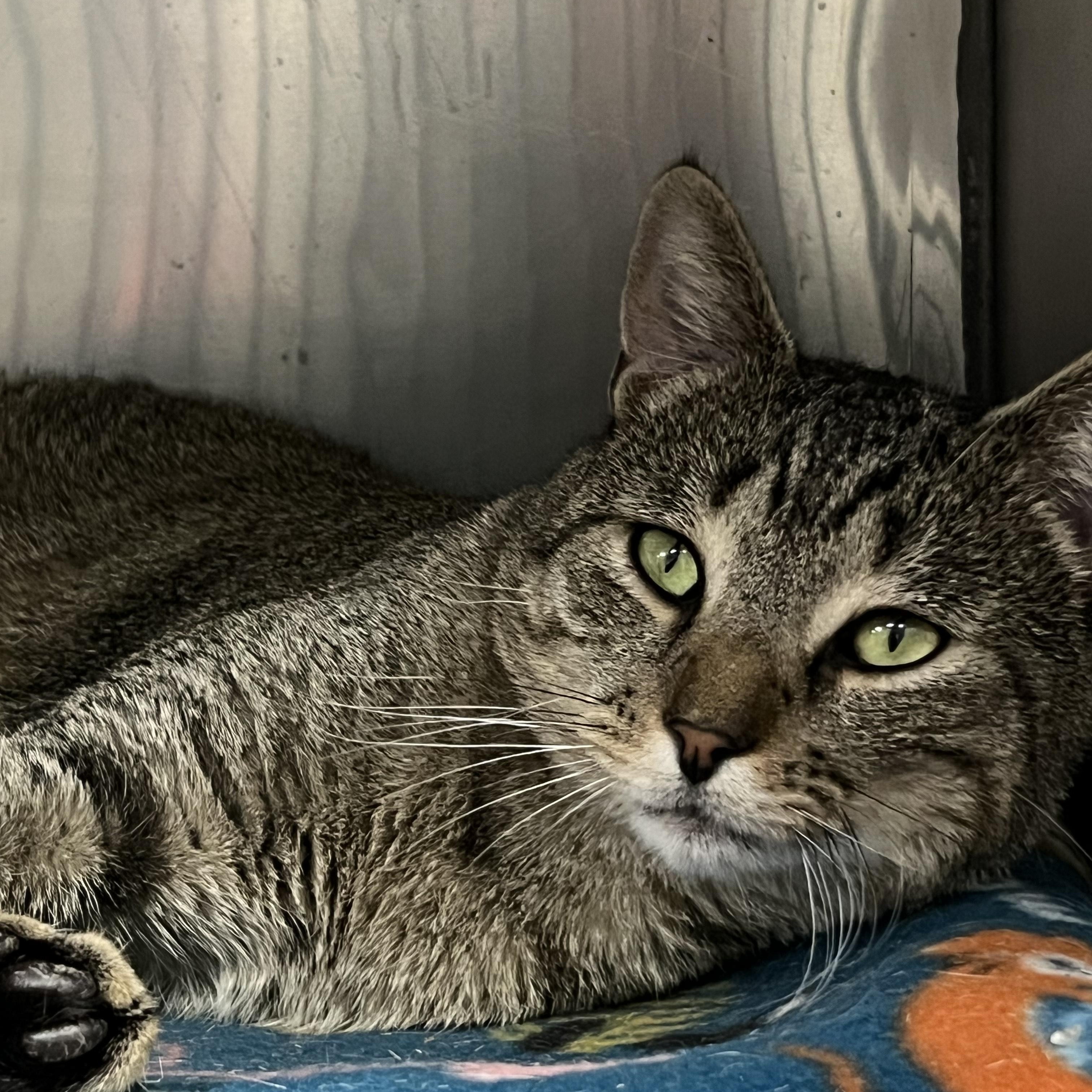 Hunter, a Adoptable Domestic Short Hair in Johnston, RI image 3/5