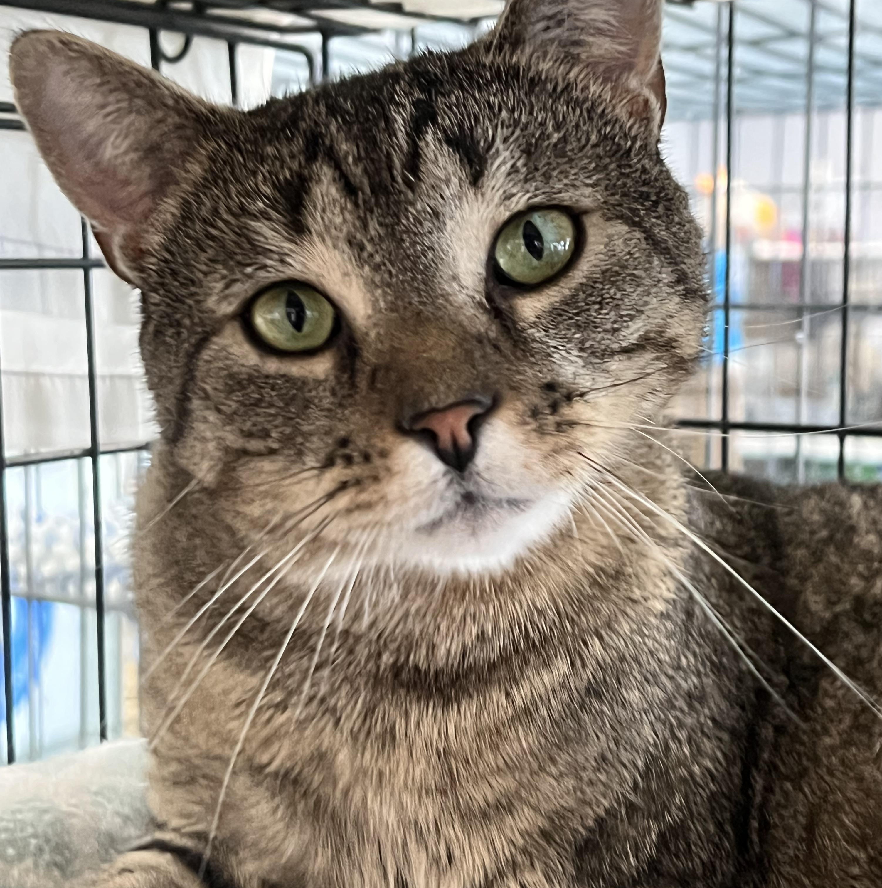 Hunter, a Adoptable Domestic Short Hair in Johnston, RI image 3/6