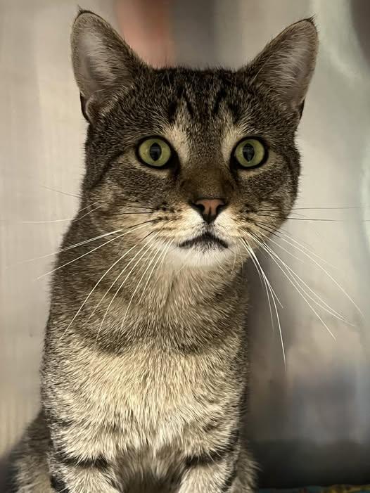 Hunter, a Adoptable Domestic Short Hair in Johnston, RI image 4/5