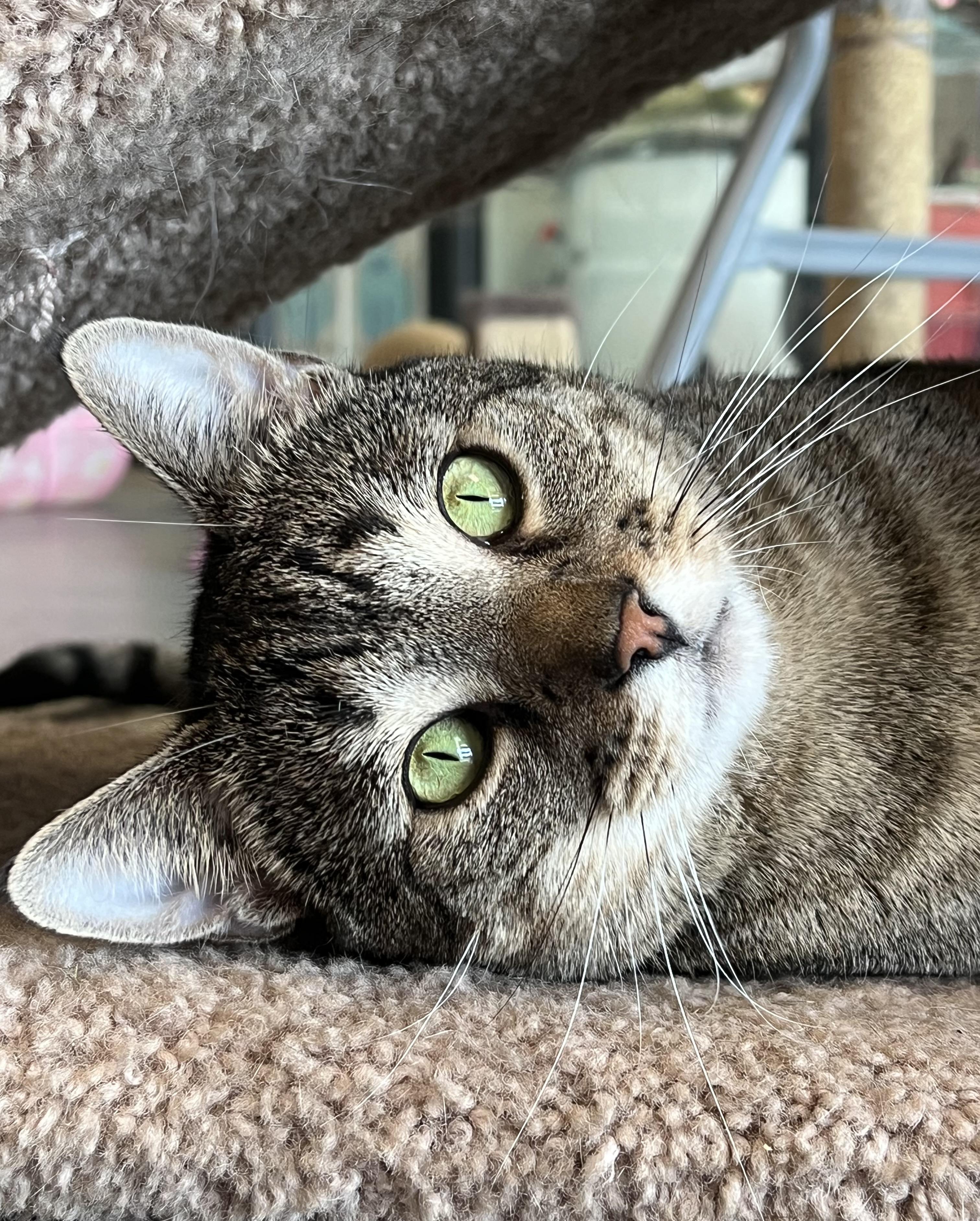 Hunter, Adoptable, Young Male Domestic Short Hair.