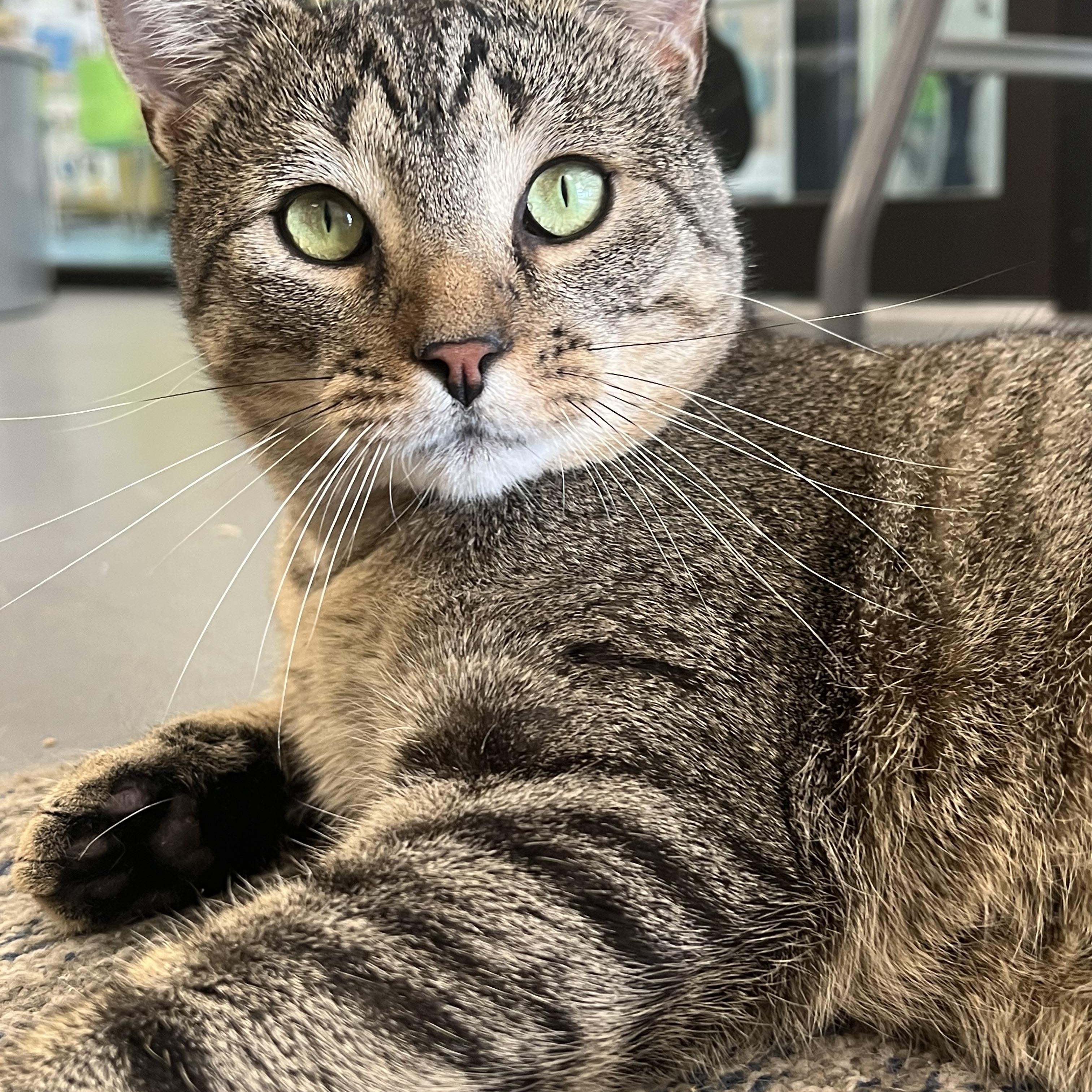 Hunter, a Adoptable Domestic Short Hair in Johnston, RI image 1/5