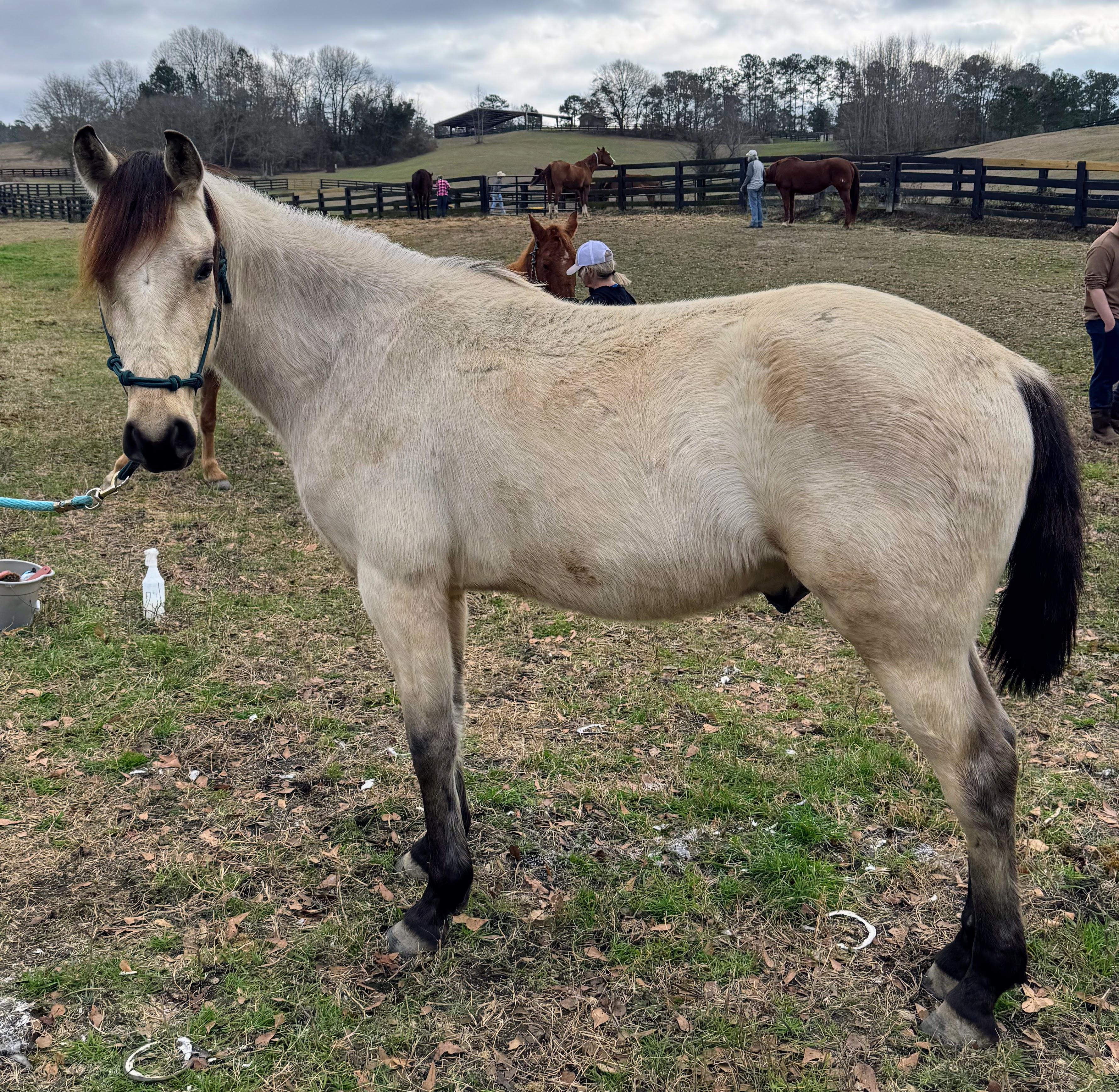 Enlarge Butters, a ADOPTABLE Grade in Aiken, SC image 1/2