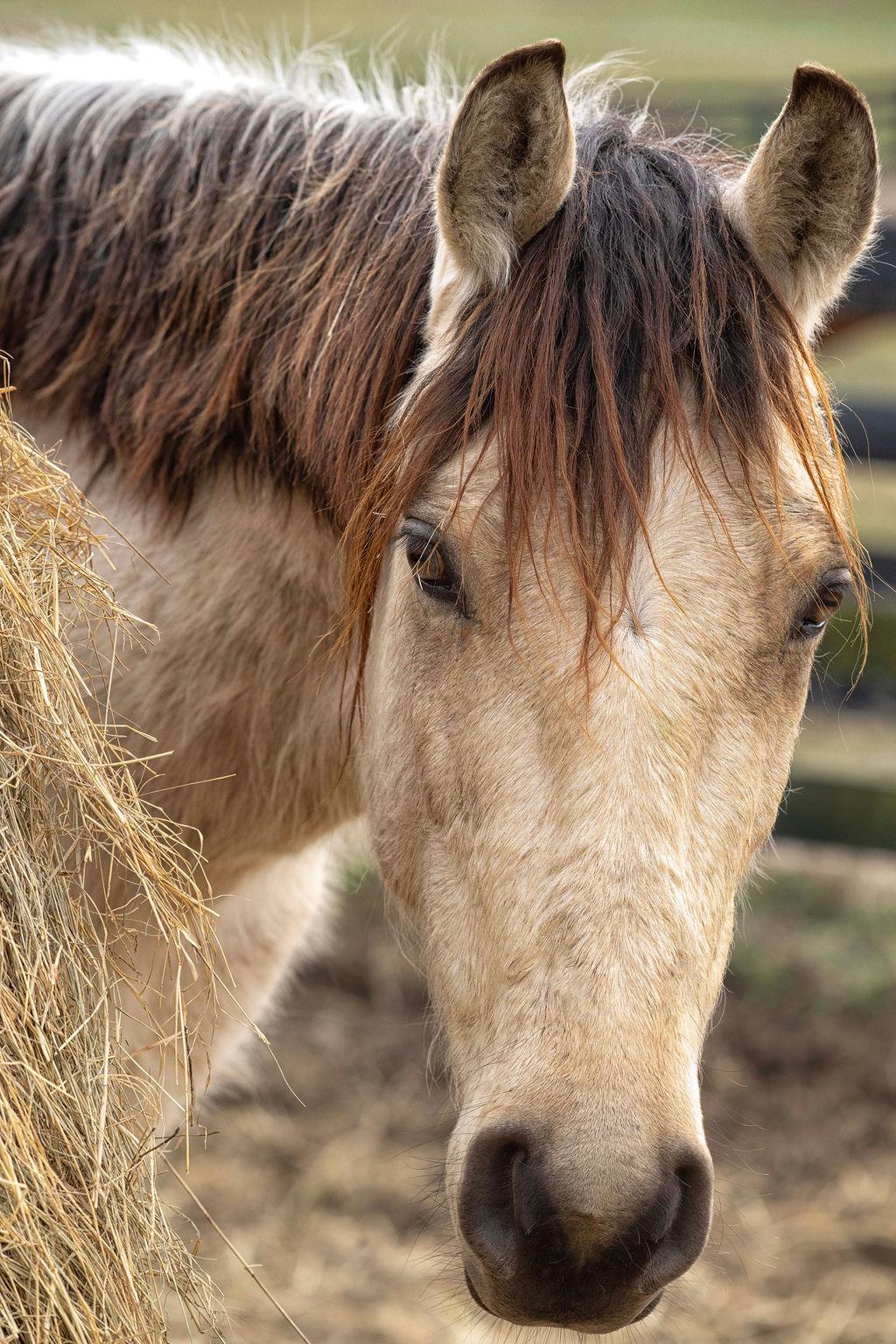 Enlarge Butters, a ADOPTABLE Grade in Aiken, SC image 4/4