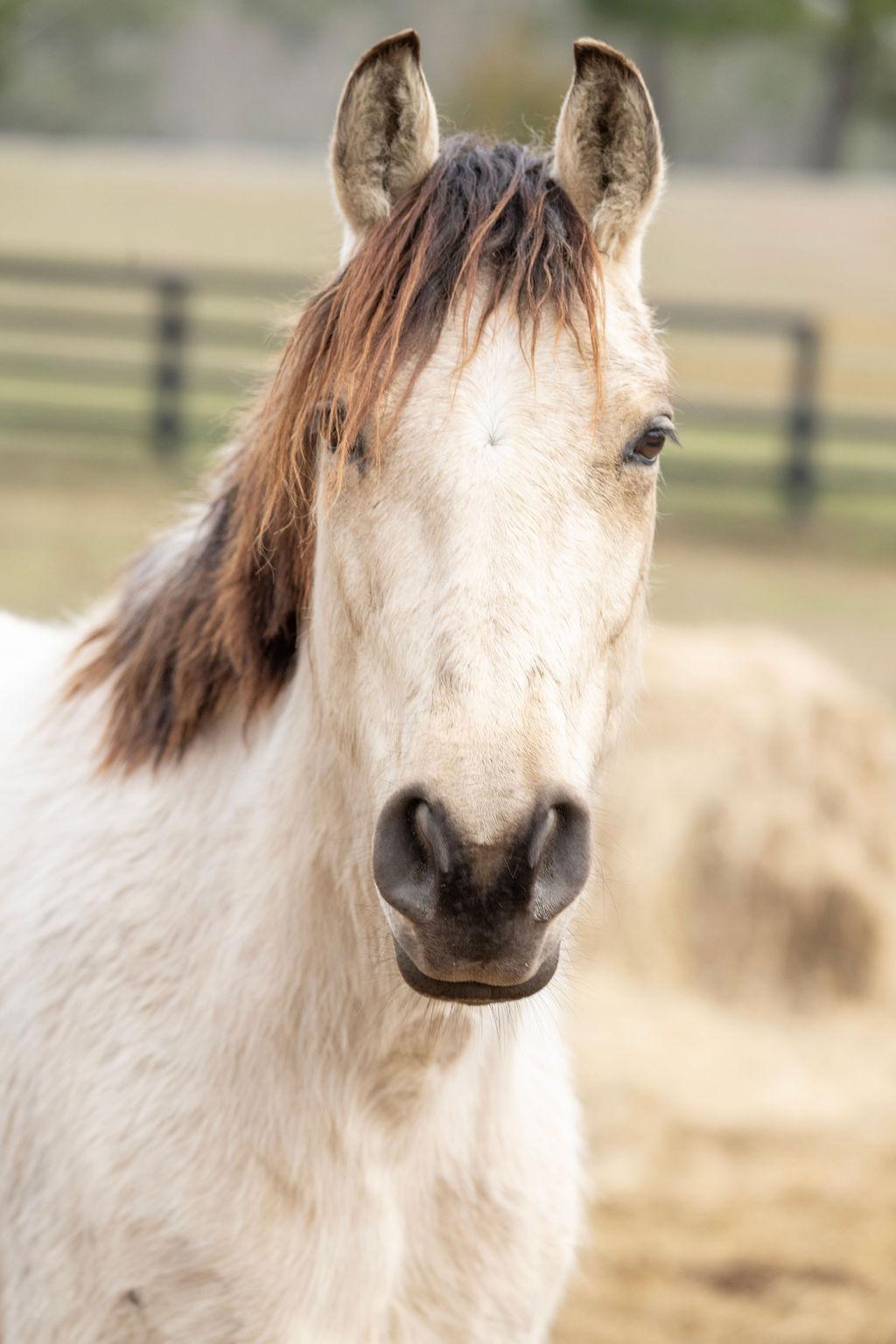 Enlarge Butters, a ADOPTABLE Grade in Aiken, SC image 1/4