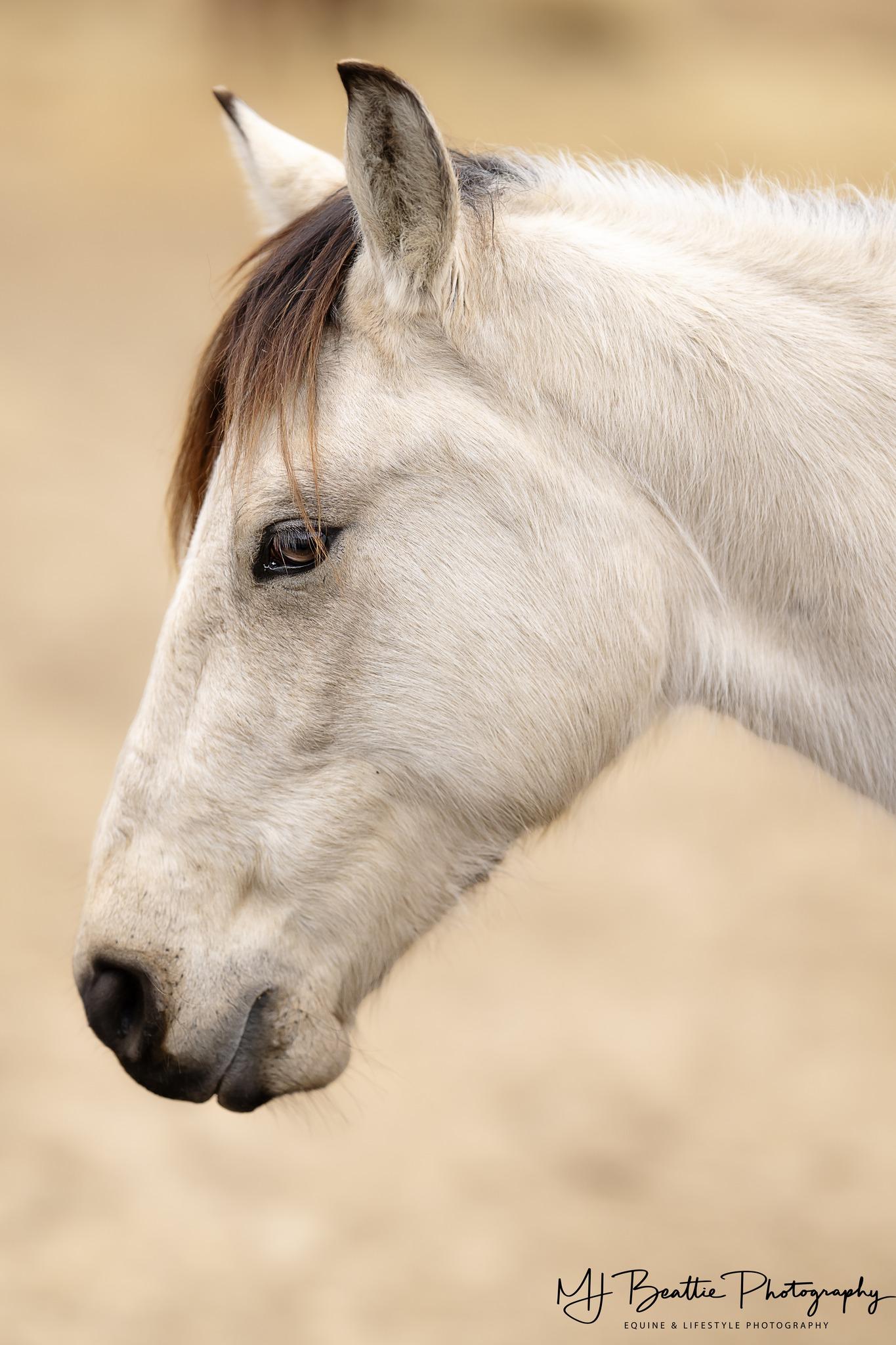 Enlarge Butters, a ADOPTABLE Grade in Aiken, SC image 2/2