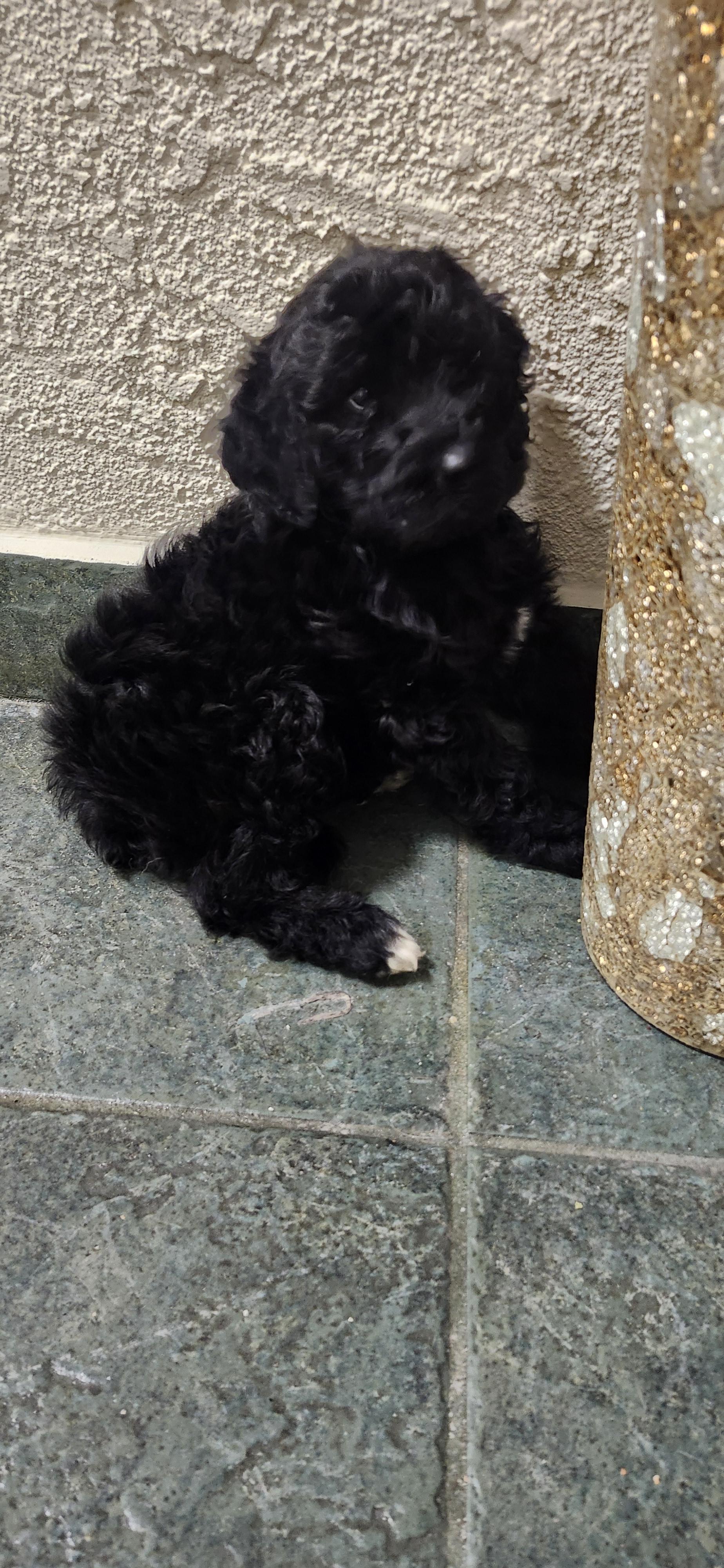 Marissa, a Adoptable Goldendoodle in Torrance, CA image 2/3