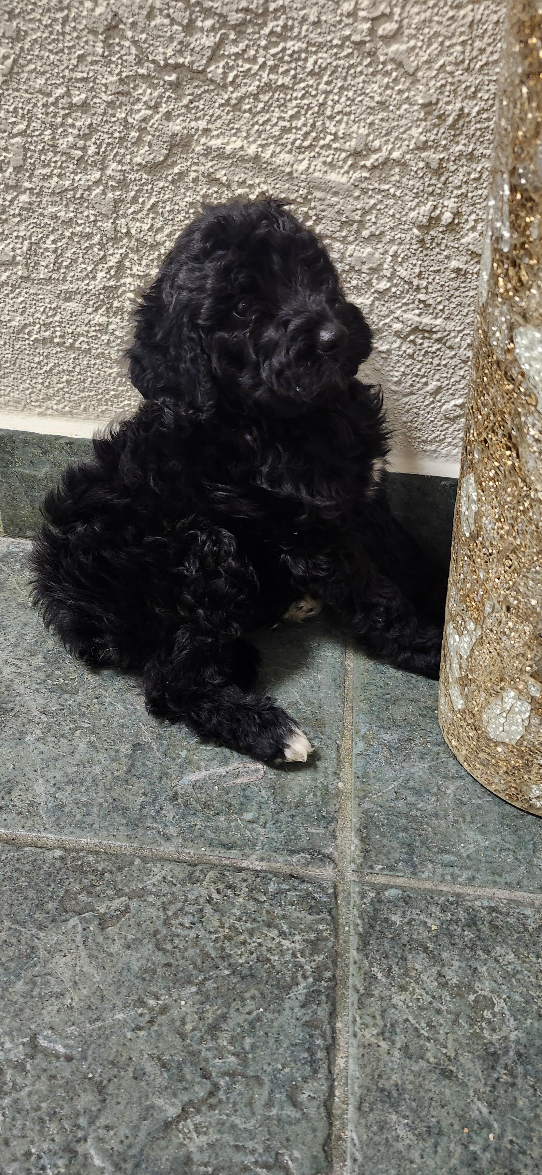 Marissa, a Adoptable Goldendoodle in Torrance, CA image 3/3