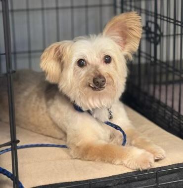 Pablo, Adopted, Senior Male Yorkshire Terrier.