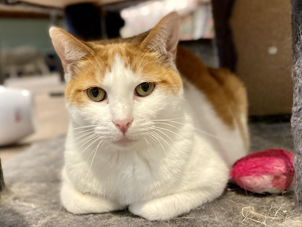 Amelia, Adoptable, Adult Female Domestic Medium Hair.