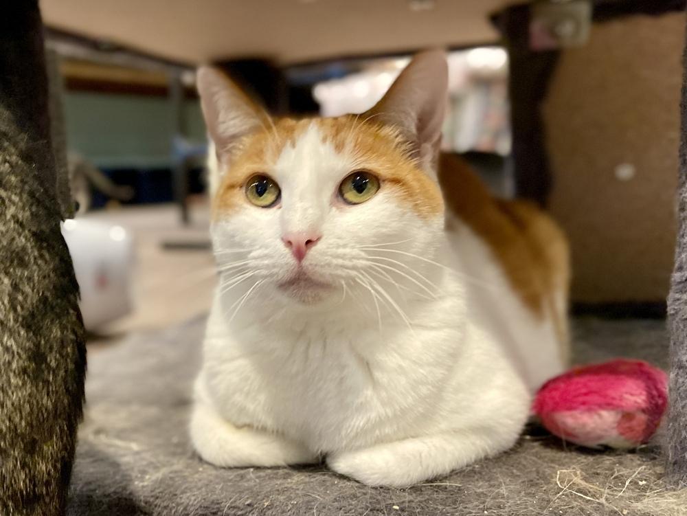 Amelia, a Adoptable Domestic Medium Hair in New Cumberland, WV image 2/5