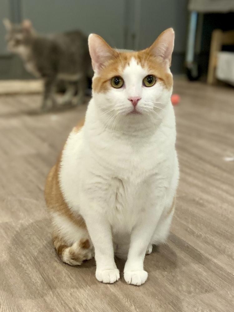 Amelia, Adoptable, Adult Female Domestic Medium Hair.