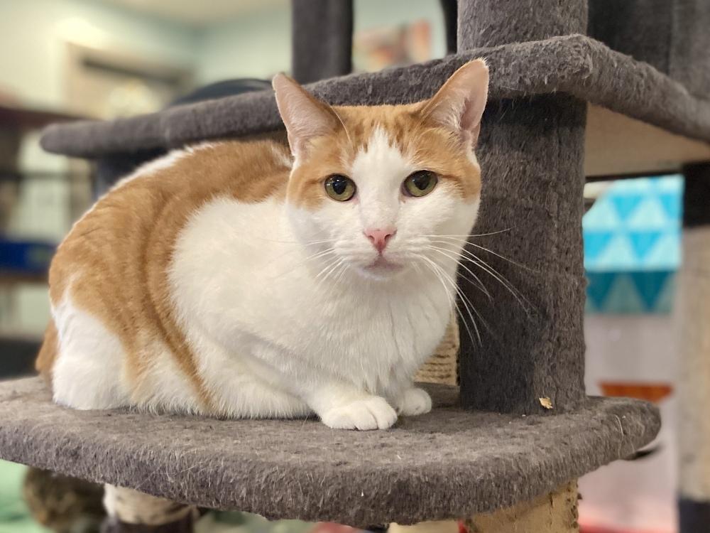 Enlarge Amelia, a Adoptable Domestic Medium Hair in New Cumberland, WV image 2/3