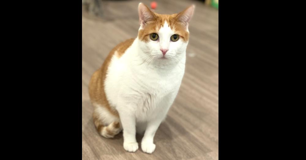 Enlarge Amelia, a Adoptable Domestic Medium Hair in New Cumberland, WV image 3/3