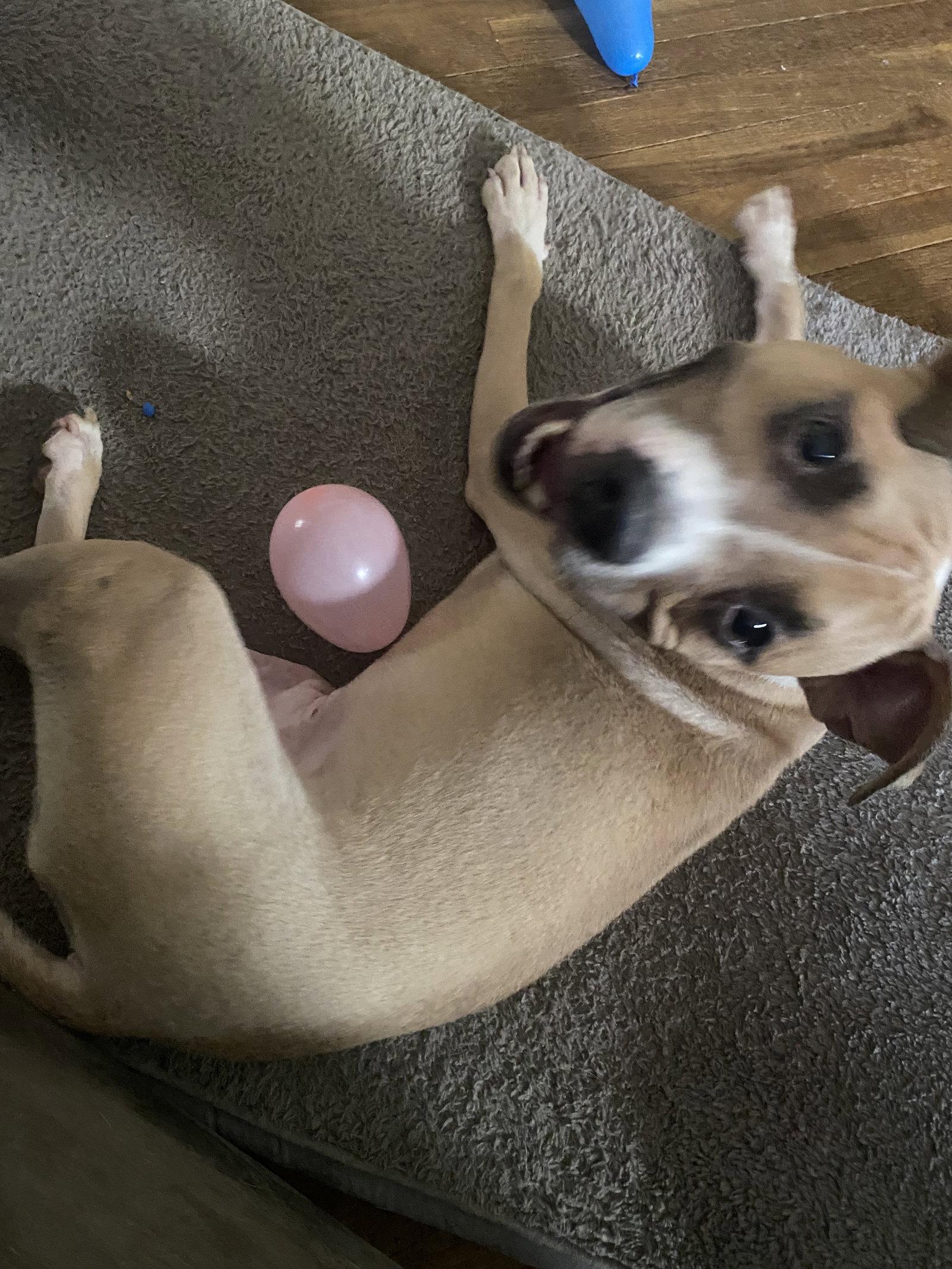 Spike COURTESY POST, Adoptable, Young Male Terrier.