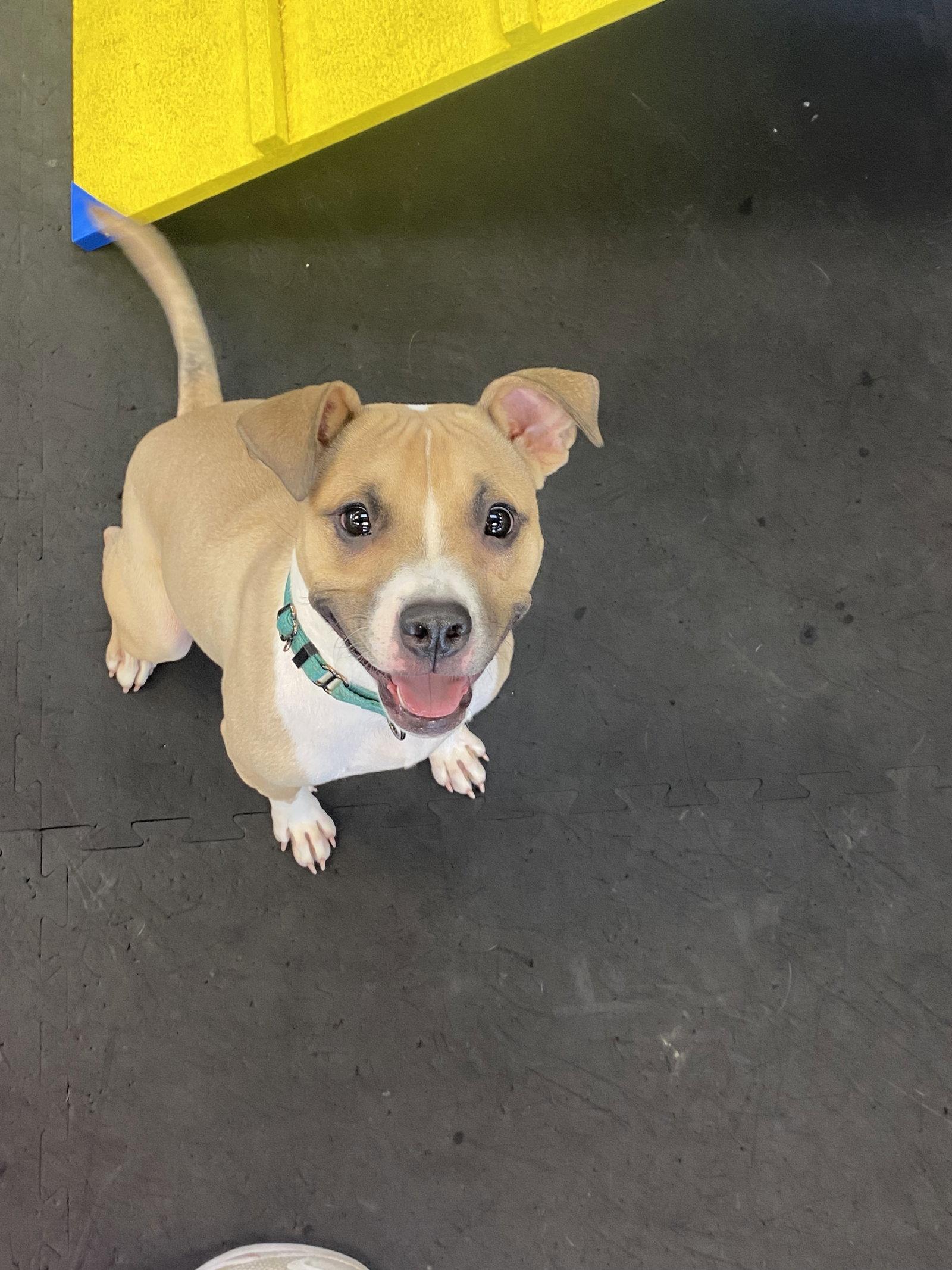 Enlarge Spike COURTESY POST, a Adoptable Terrier in Strongsville, OH image 2/3