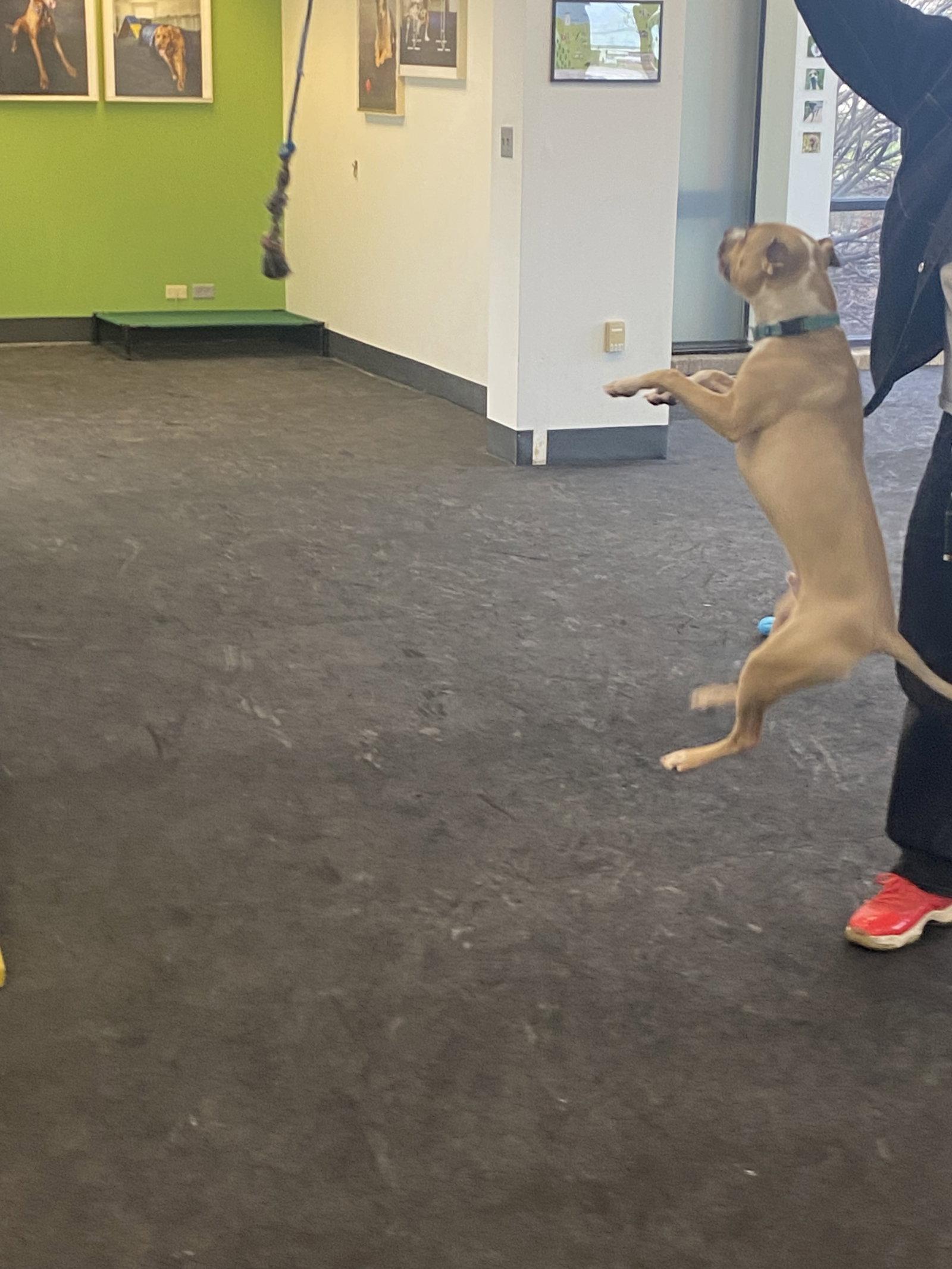 Enlarge Spike COURTESY POST, a Adoptable Terrier in Strongsville, OH image 3/3