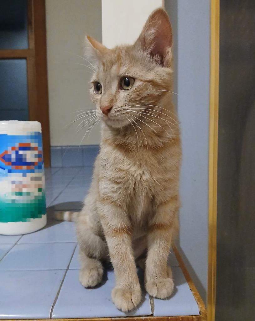 Huldy, Adoptable, Young Female Domestic Short Hair.